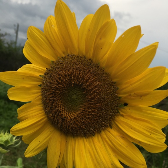 farm_mom79